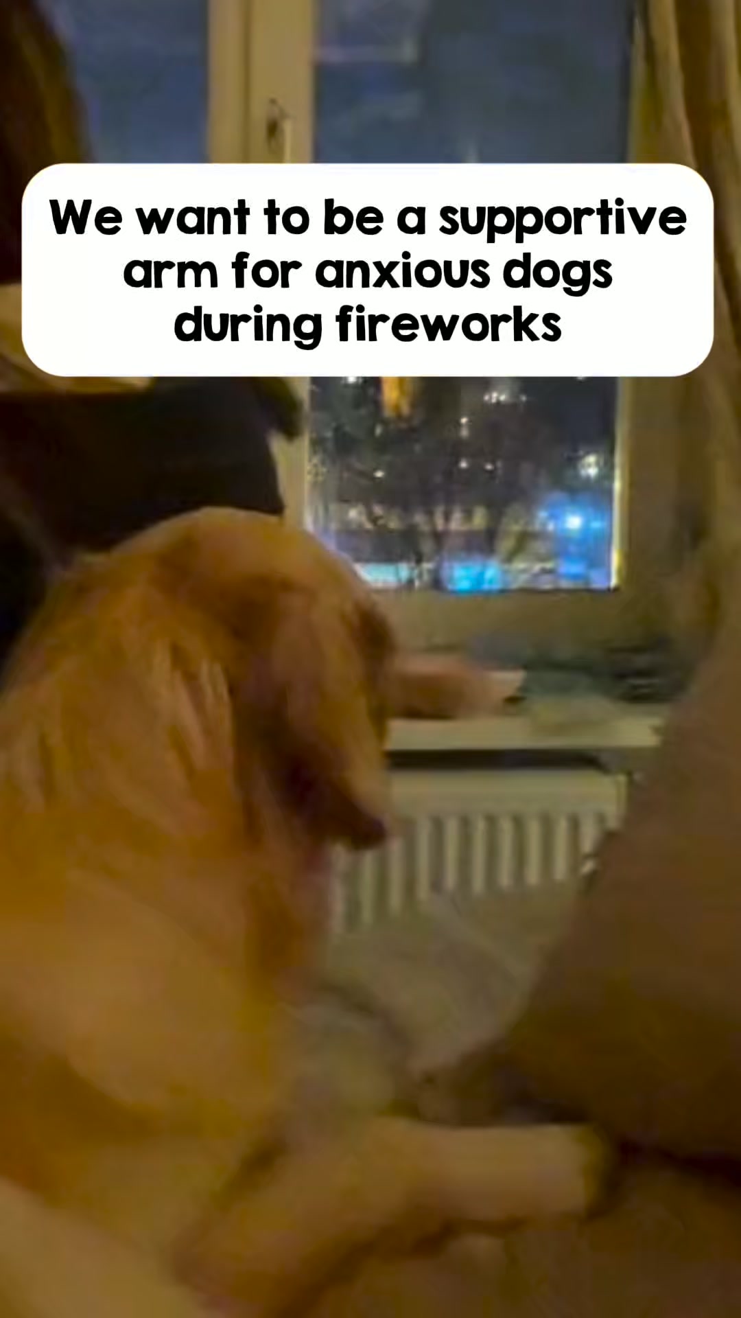 Daily Calm for Anxious Dogs
