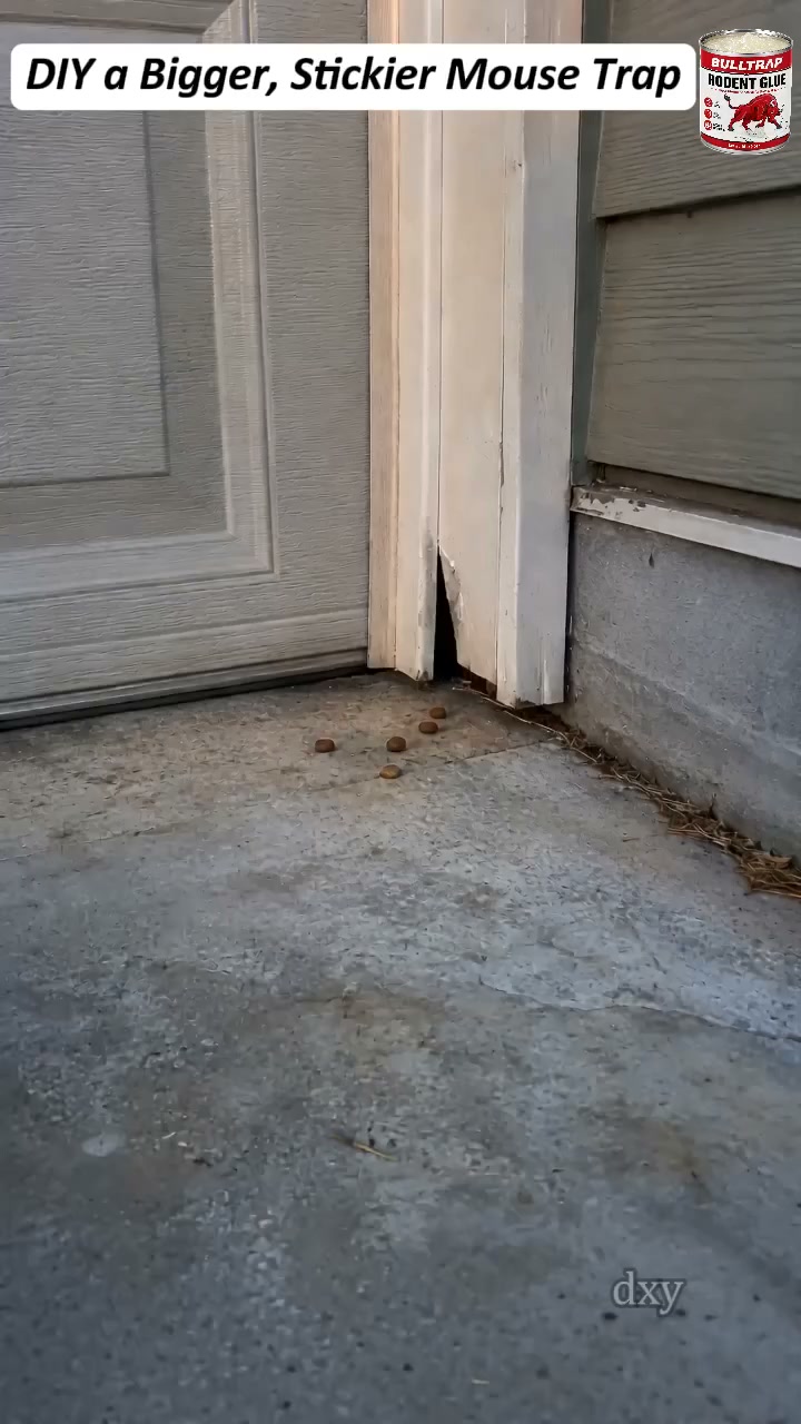 Sticky Situation — Solved No More Rodents!