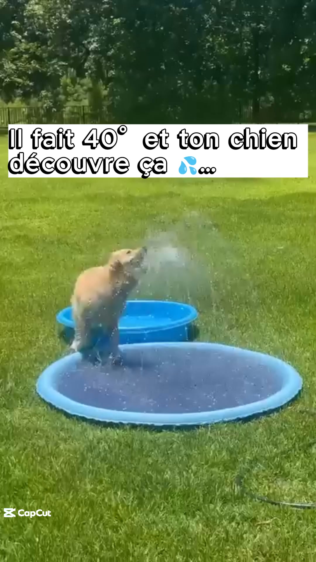 Canicule = danger pour votre chien