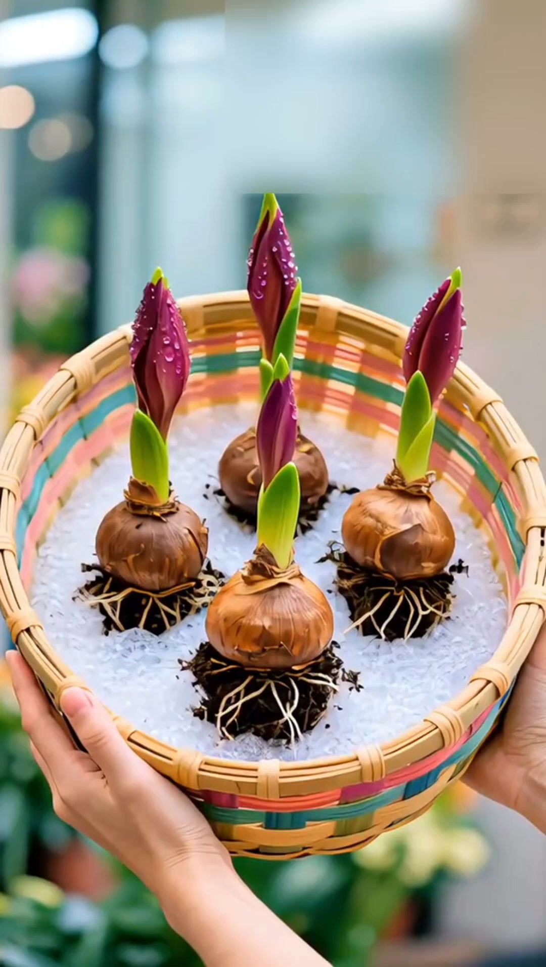 Double-Petaled Perfume Amaryllis Bulbs – The Queen of Flowers