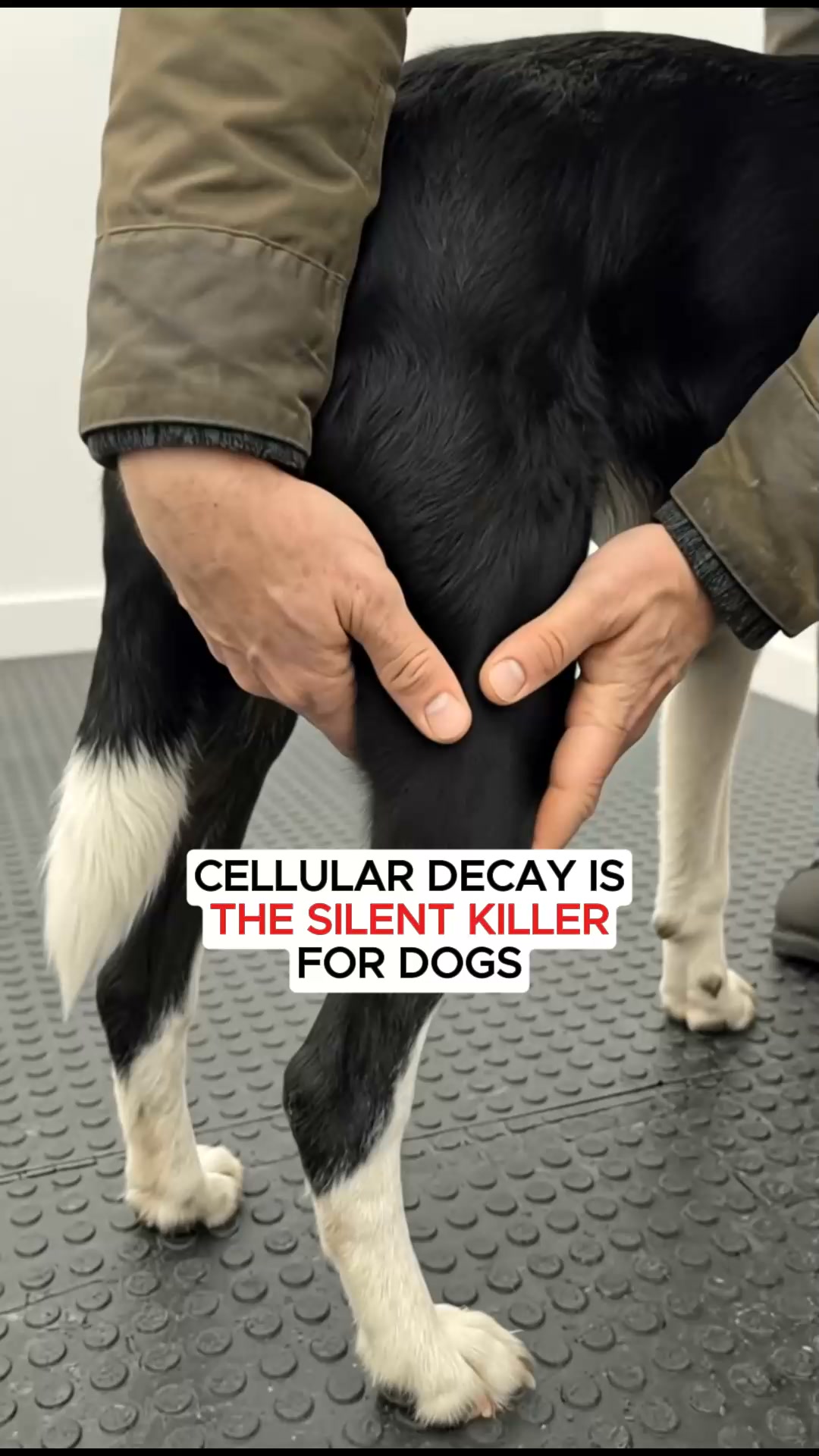 Restore the Fuel. Get Their Legs Back.