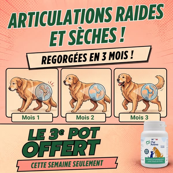 Facilite les mouvements au quotidien de votre chien