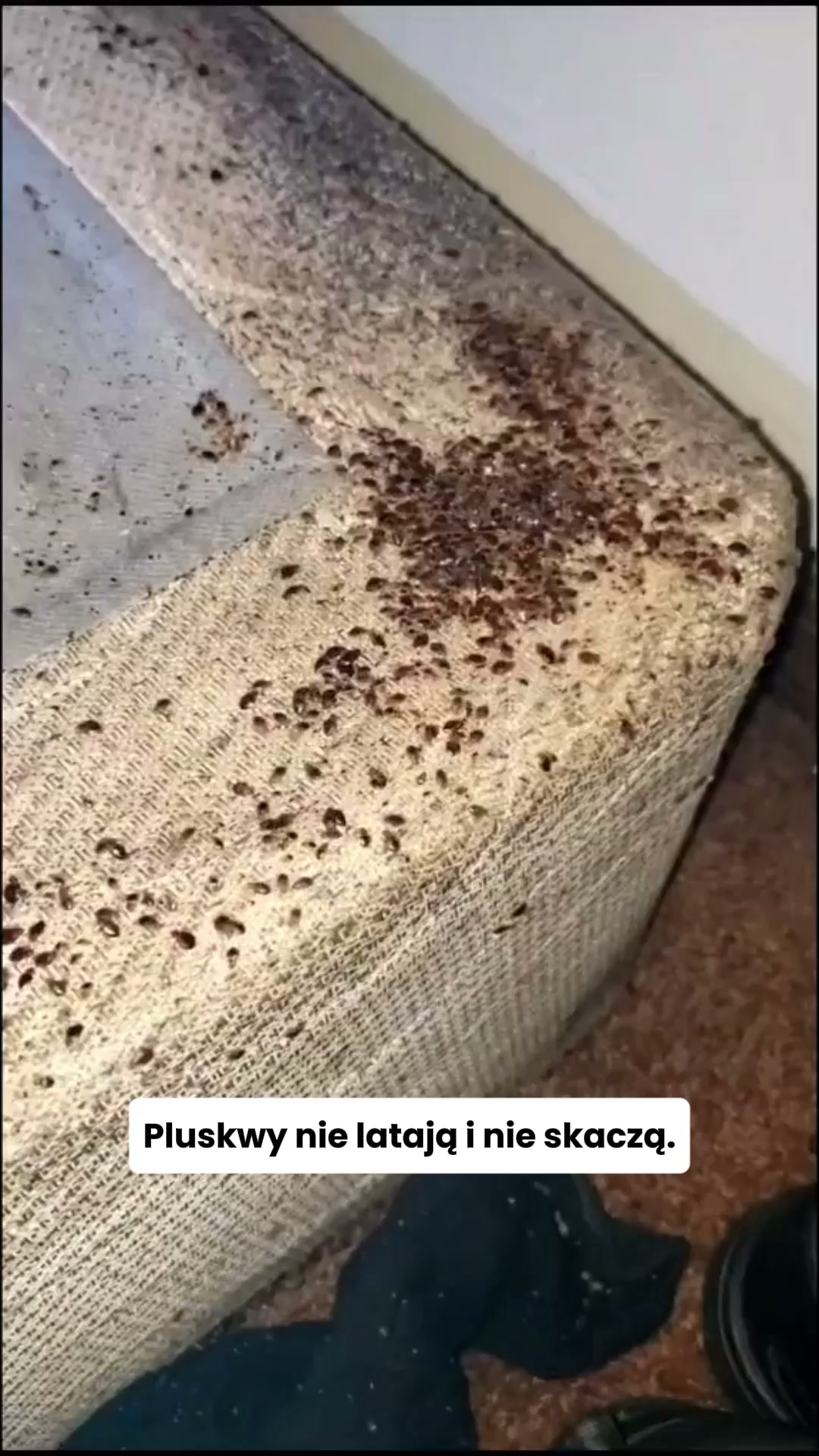 Pluskwy siedzą bliżej, niż myślisz