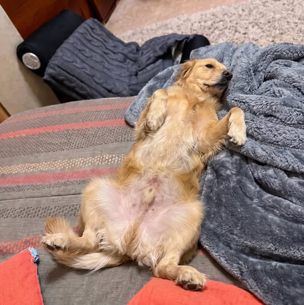 Lies das, wenn du einen Hund hast