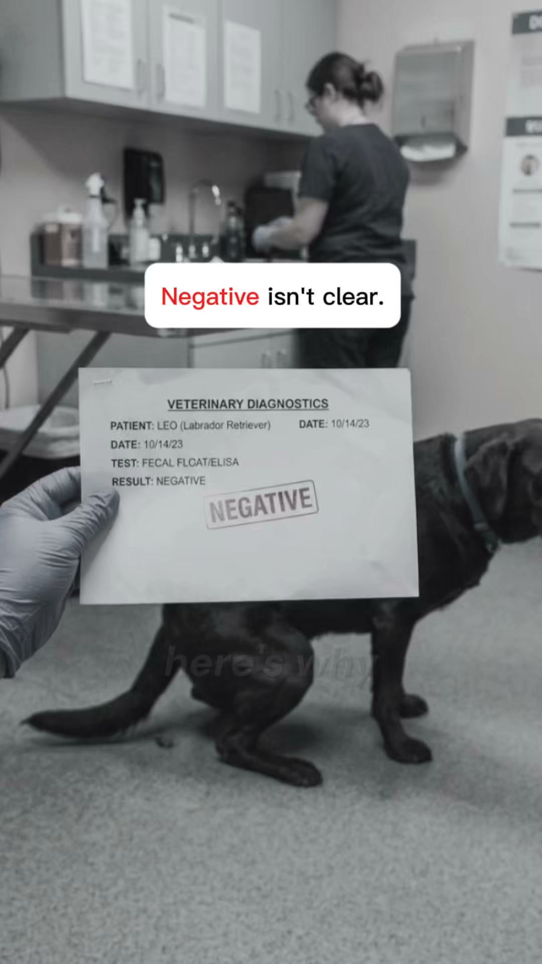 A negative test doesn't mean your dog is clear. Here's why
