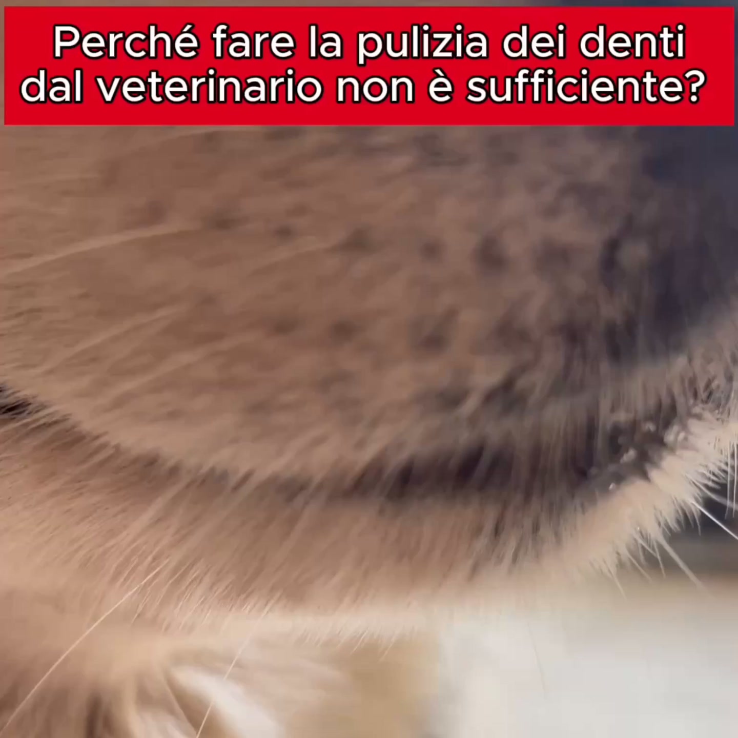 Gli snack dentali non arrivano dove serve