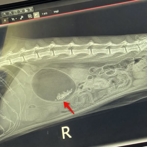 Stop watching your cat suffer