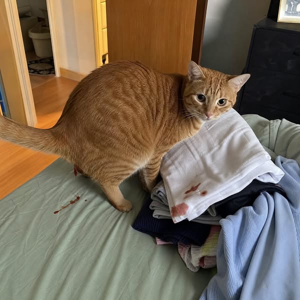 Stop watching your cat suffer
