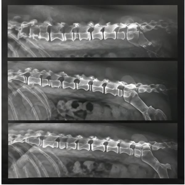 Five Years Of A Nightly Joint Chew Didn’t Protect My Dog’s Spine.