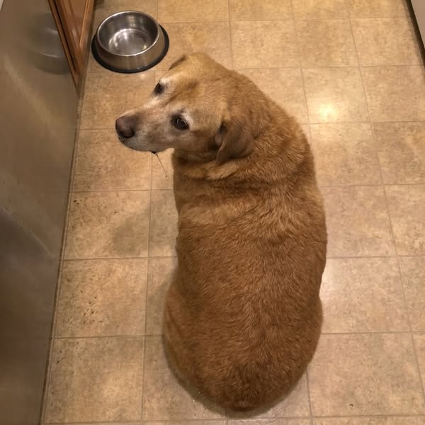 It Was Never A Food Problem