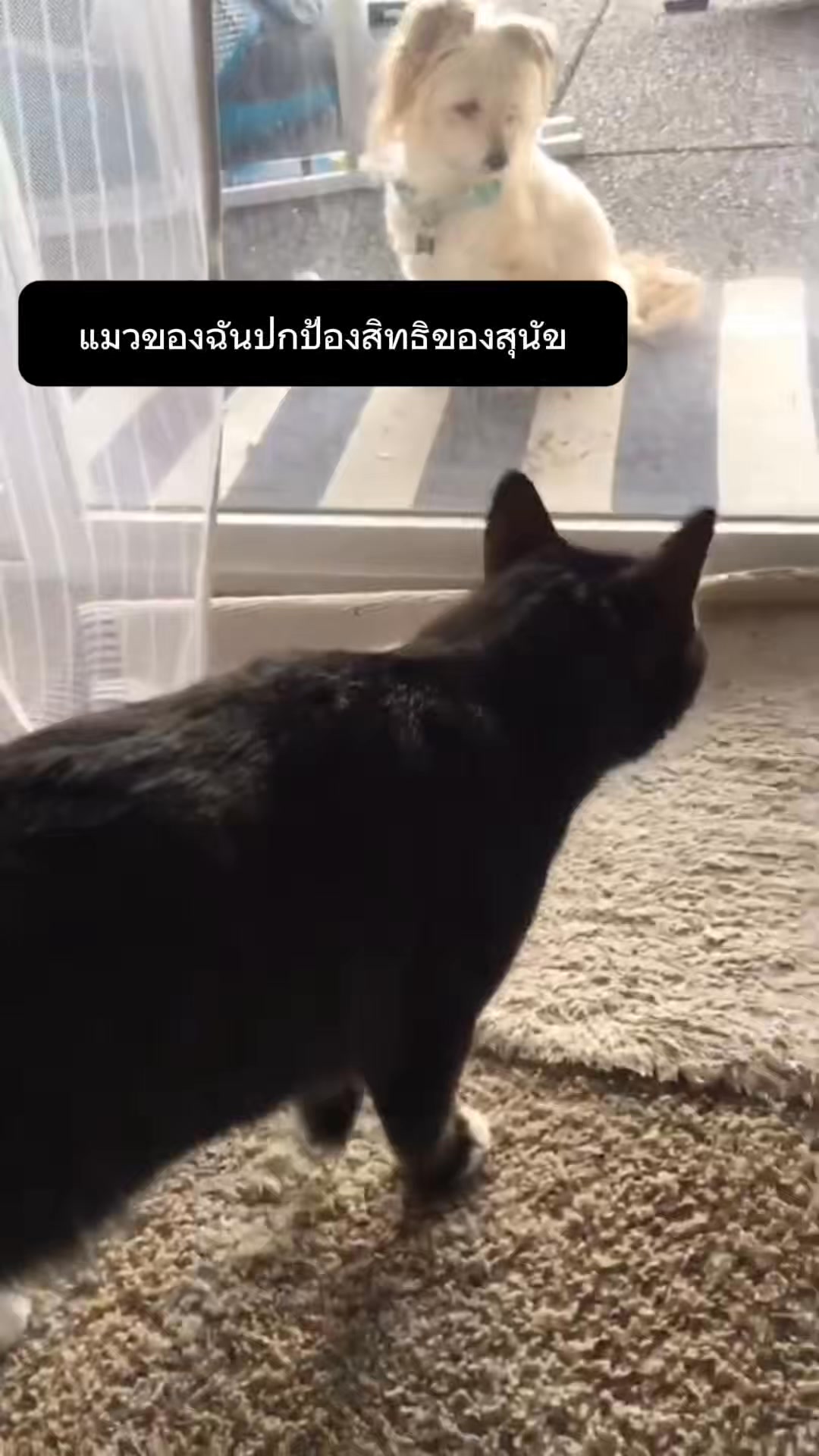 Anúncio de Funny video
