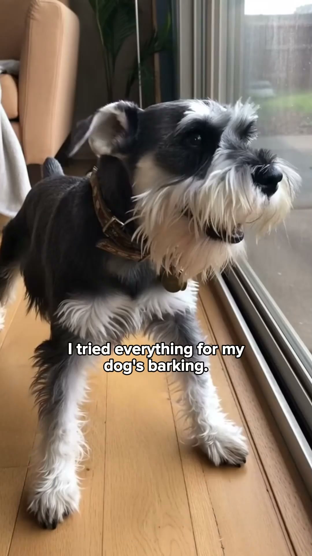 What L-Theanine does to a barky dog