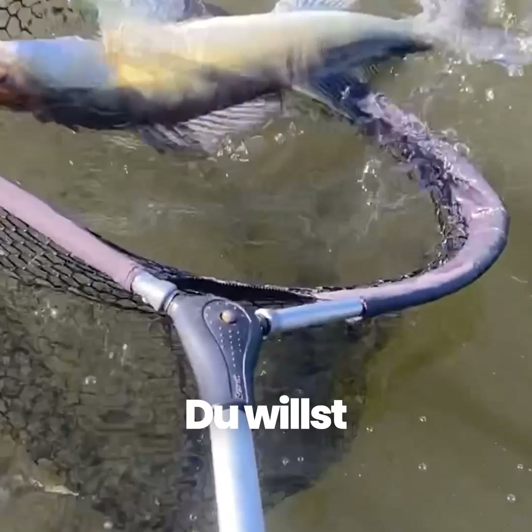 Komplettes Zielfisch-Setup