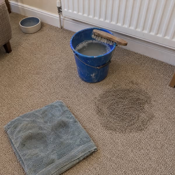 Read This Before Your Next Carpet Clean
