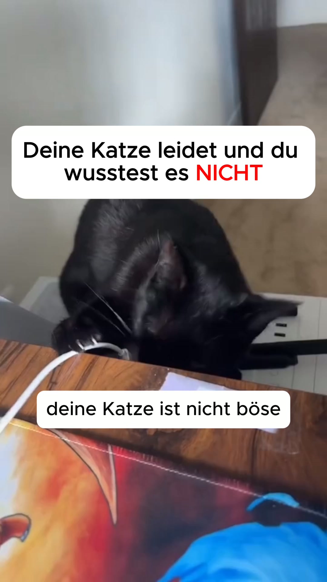 Gib deiner Katze die Pflege, die sie verdient