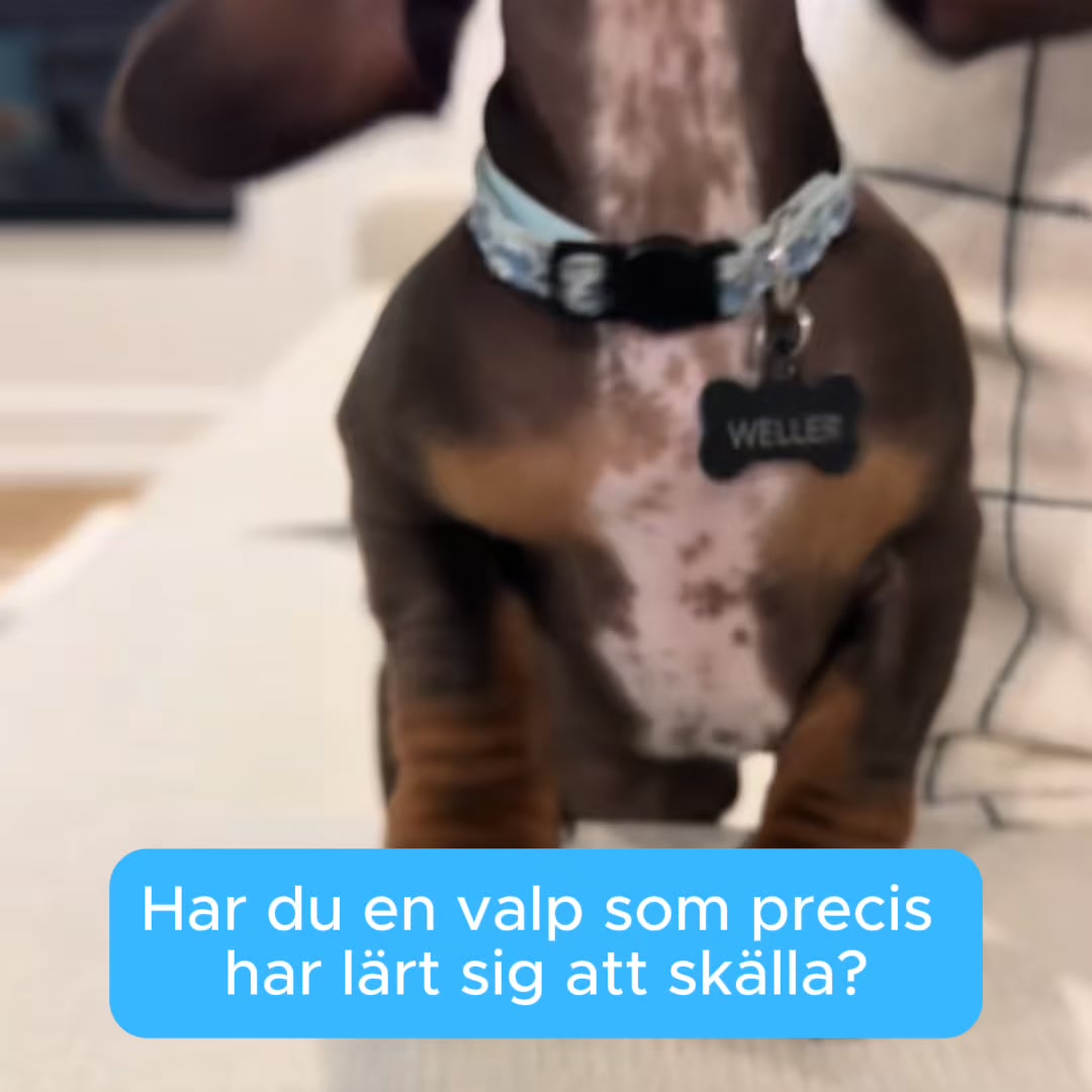 För en lugnare valp