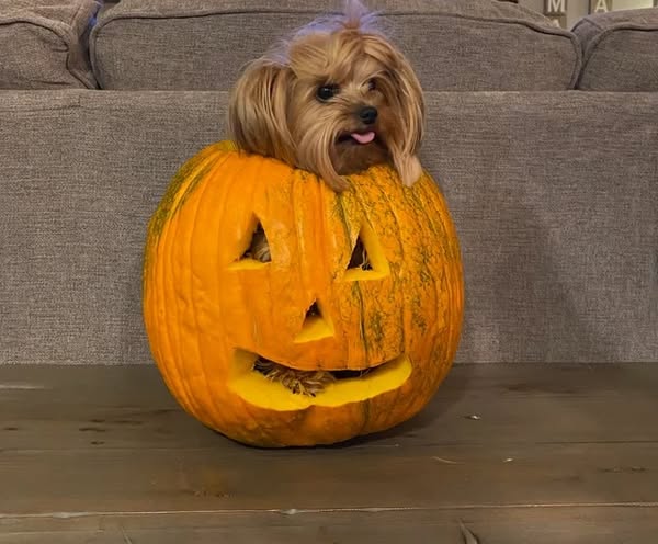 I lost one Yorkie to the honk. I won’t lose another.