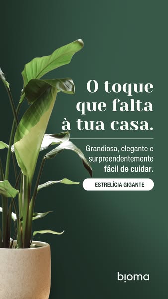 Plantas de Interior