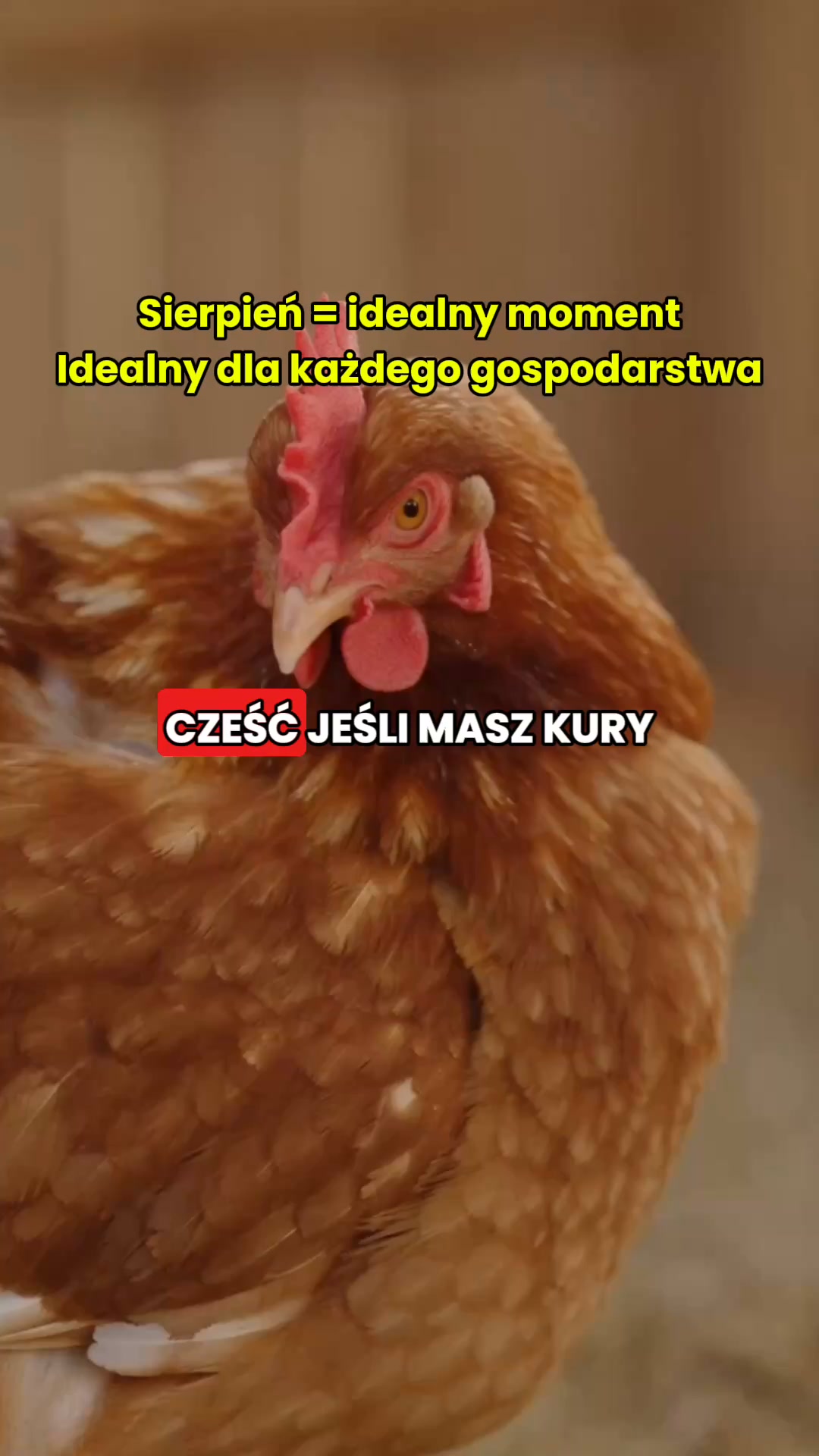 3+1 GRATIS – Przywróć produkcję jaj!