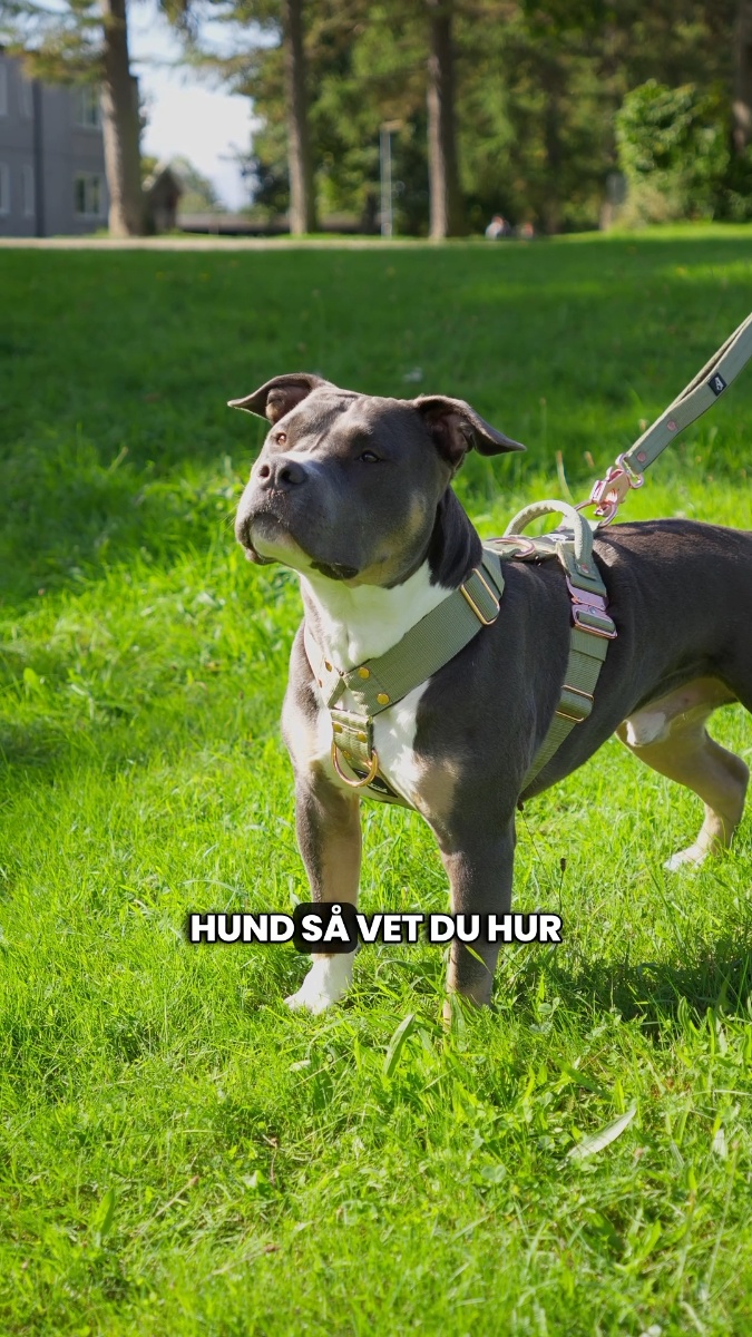 Valt av över 100 000 hundägare