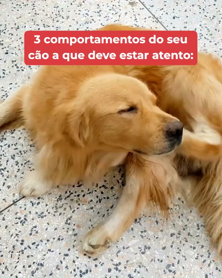 Probióticos SciPet para Cães