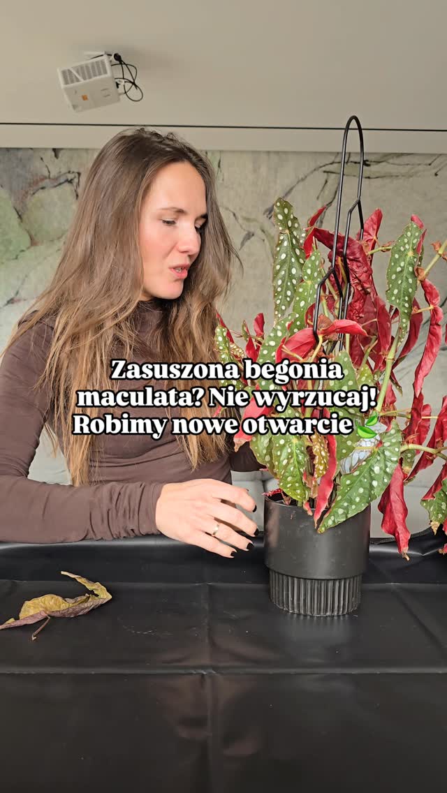 Anúncio de Leaflo