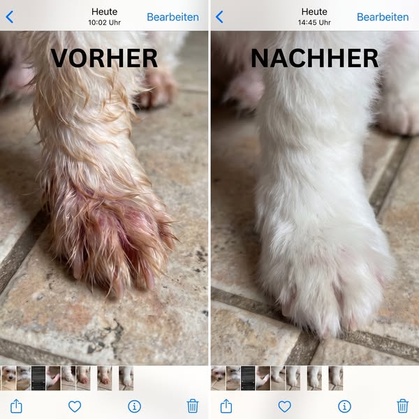 Wenn die Allergien Ihres Hundes nie aufhören, lesen Sie dies