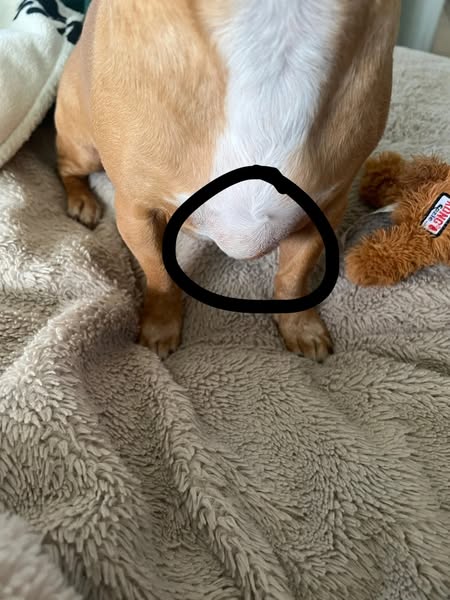 Boost Your Dog's Health Today!