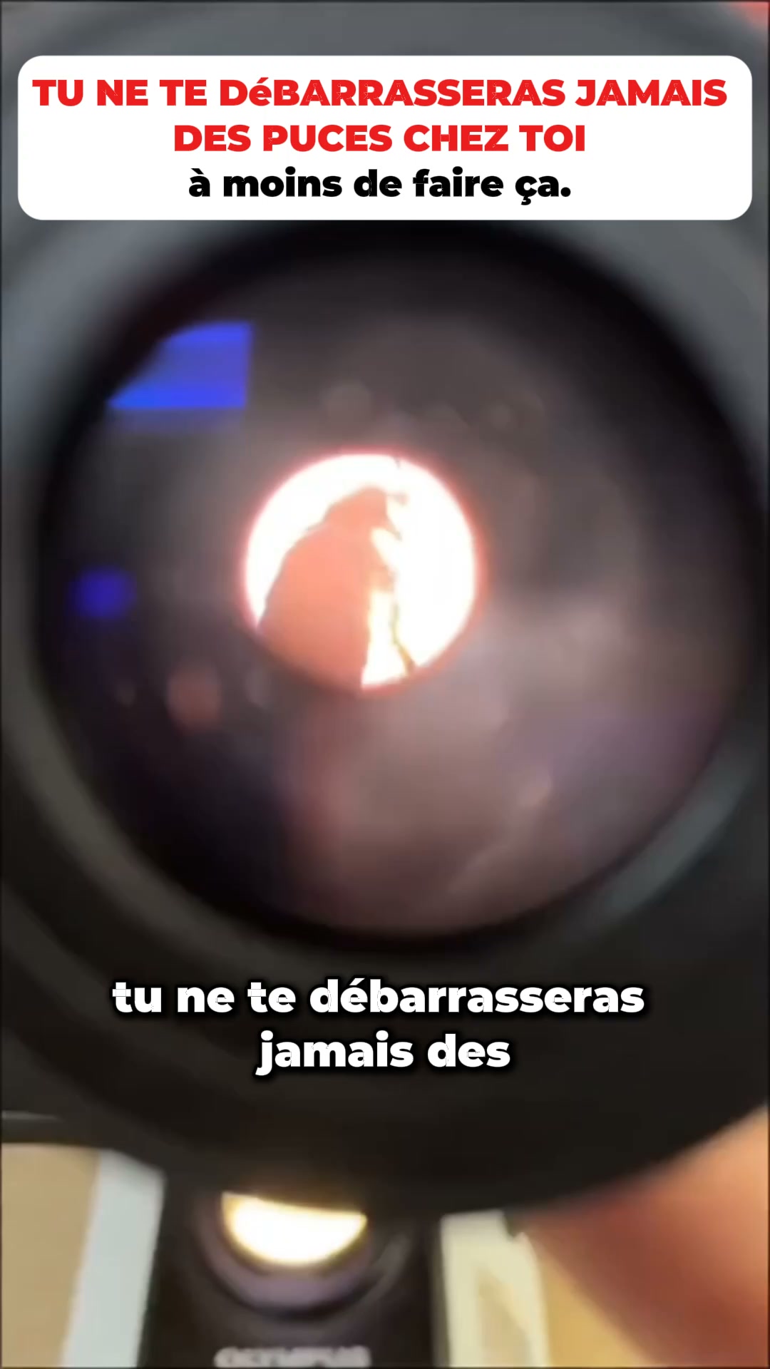 Dites enfin adieu aux punaises de lit