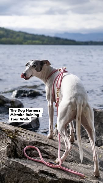 The Dog Harness Mistake Ruining Your Walk