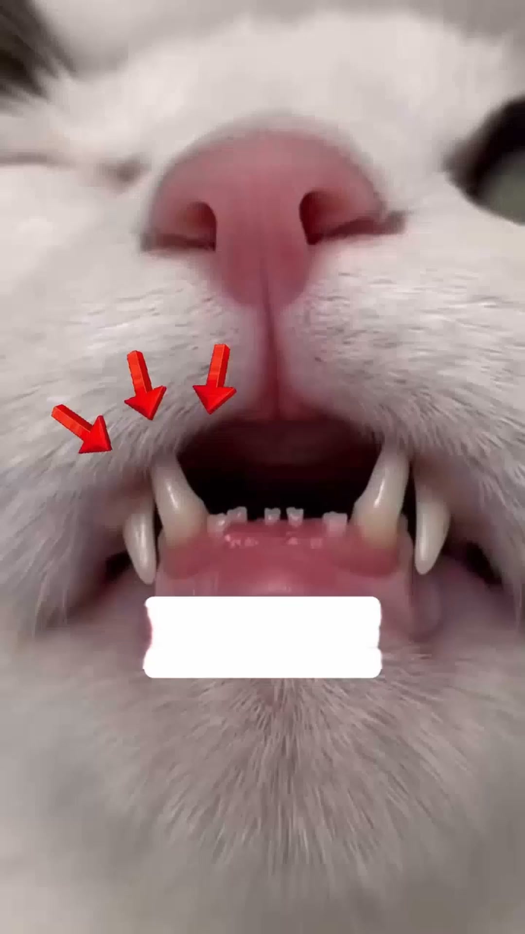 En gladare katt väntar