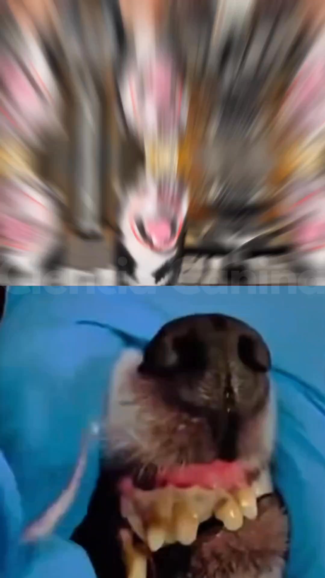 Lee si tu perro no te deja cepillarle los dientes
