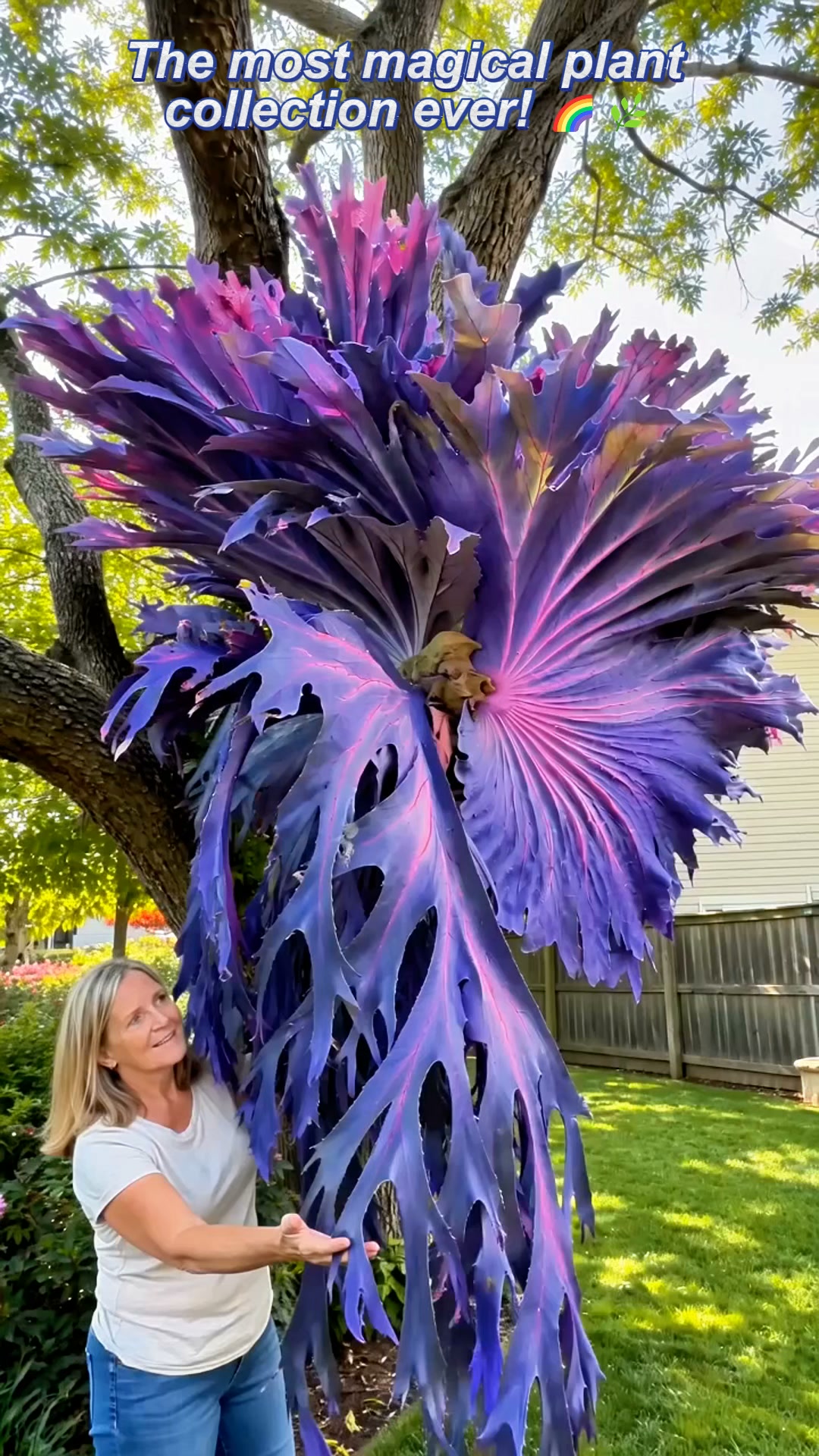 Rare Rainbow Staghorn Fern