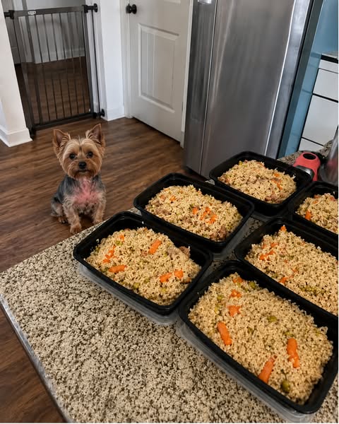 Read this if your yorkie has allergies