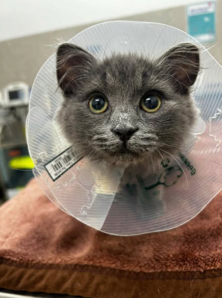 Try Taurine For Your Cat Suffering From CKD…