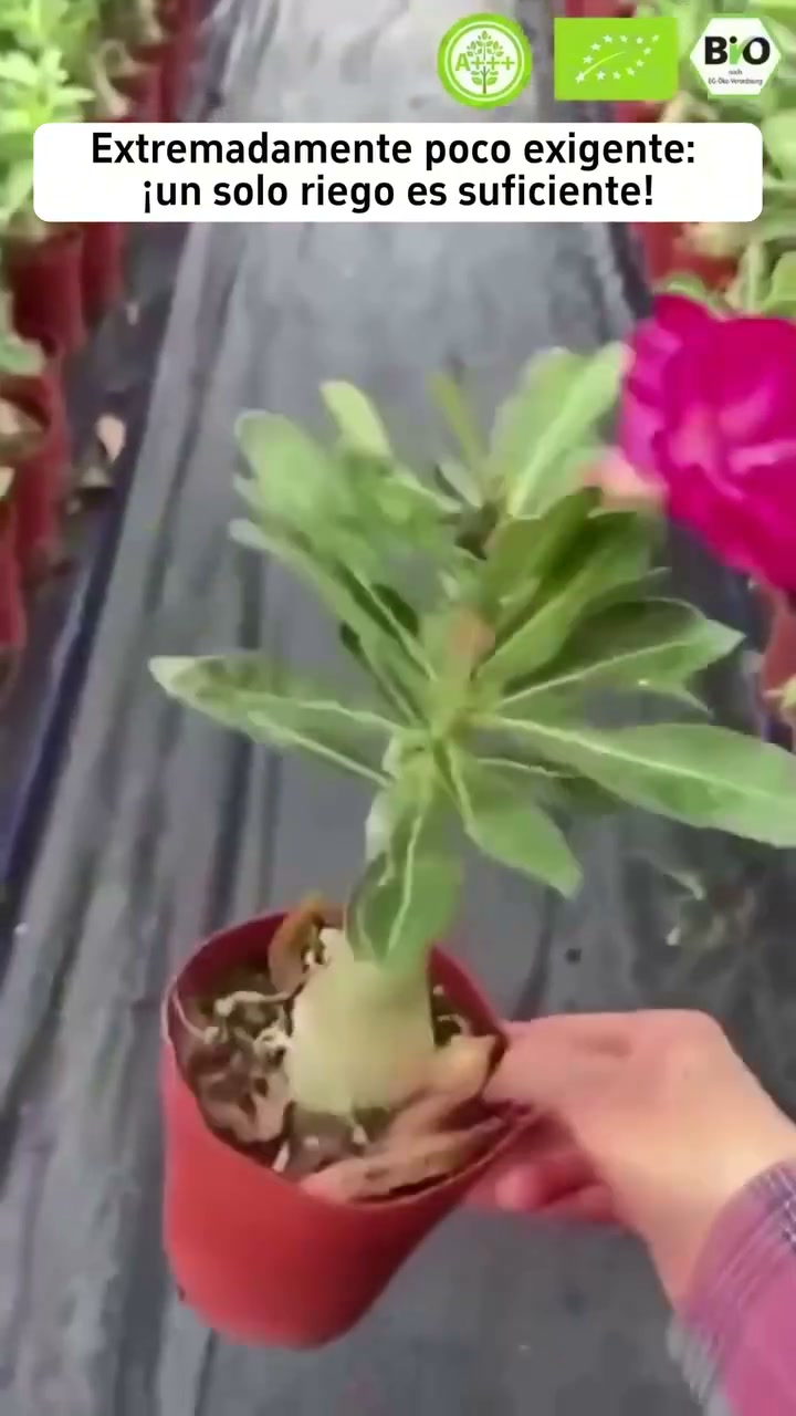 ¡La planta que arrasa en Europa! Sin esfuerzo, sin complicaciones y con una floración espectacular que enamora a todos.