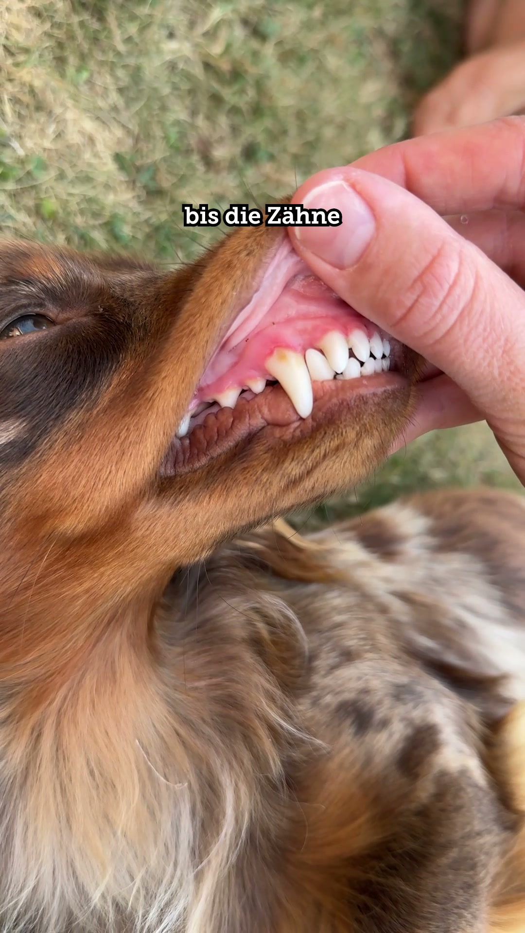 Nur das Beste für deinen Vierbeiner