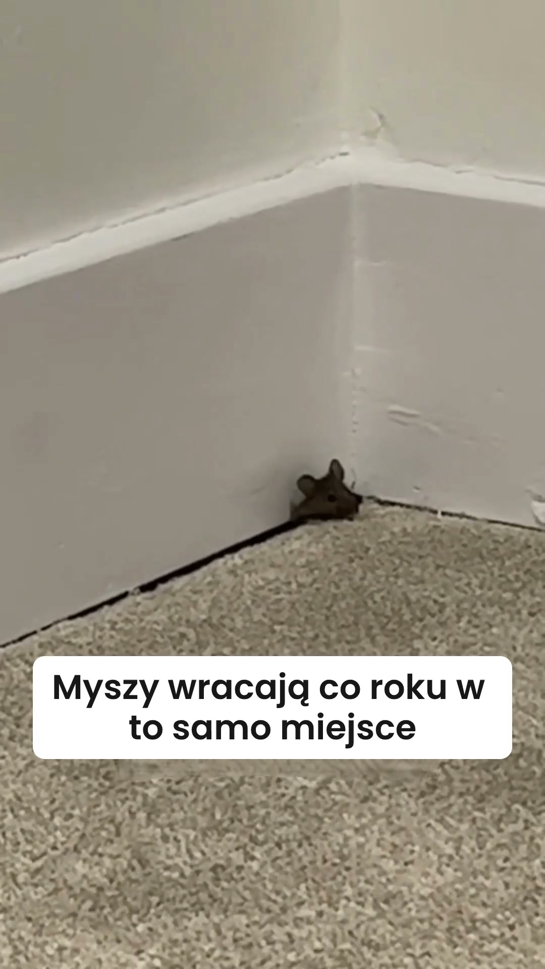 Żeby myszy nie wracały co roku