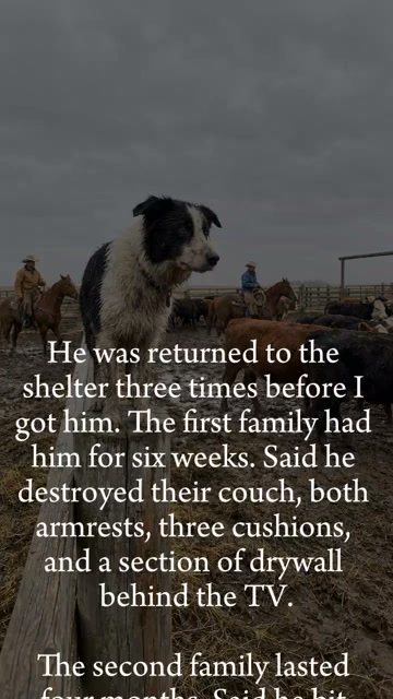 The One Thing Your Dog Actually Needs