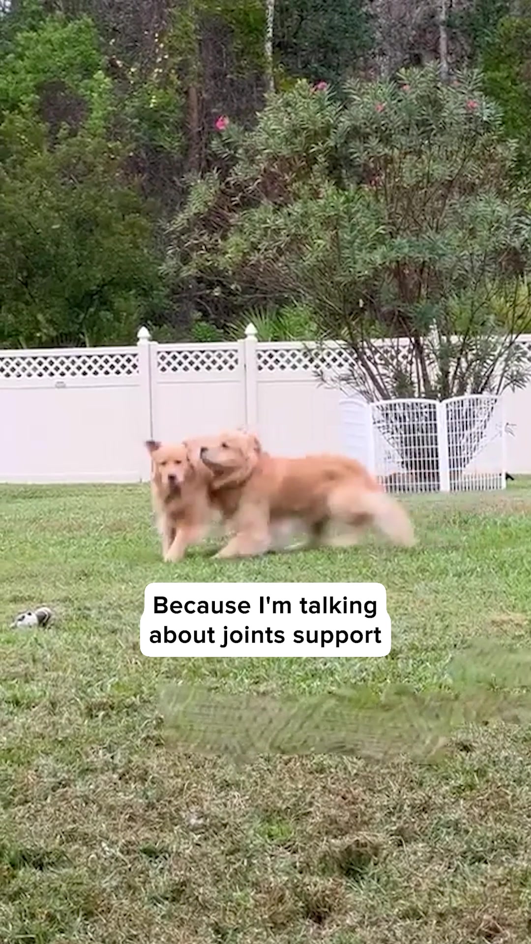 Help your dog move freely again