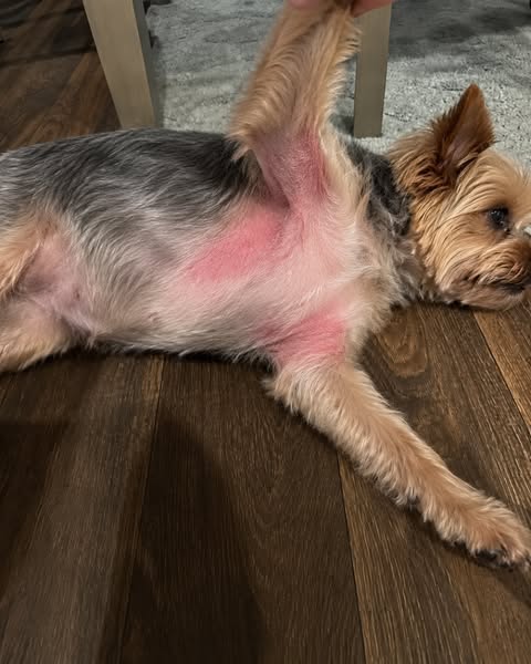 Read this if your yorkie has allergies