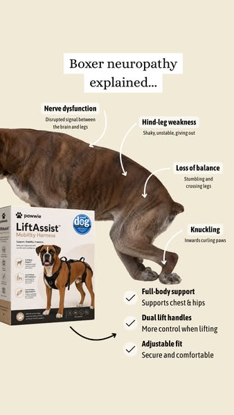 Neuropathy Mobility Support For Dogs