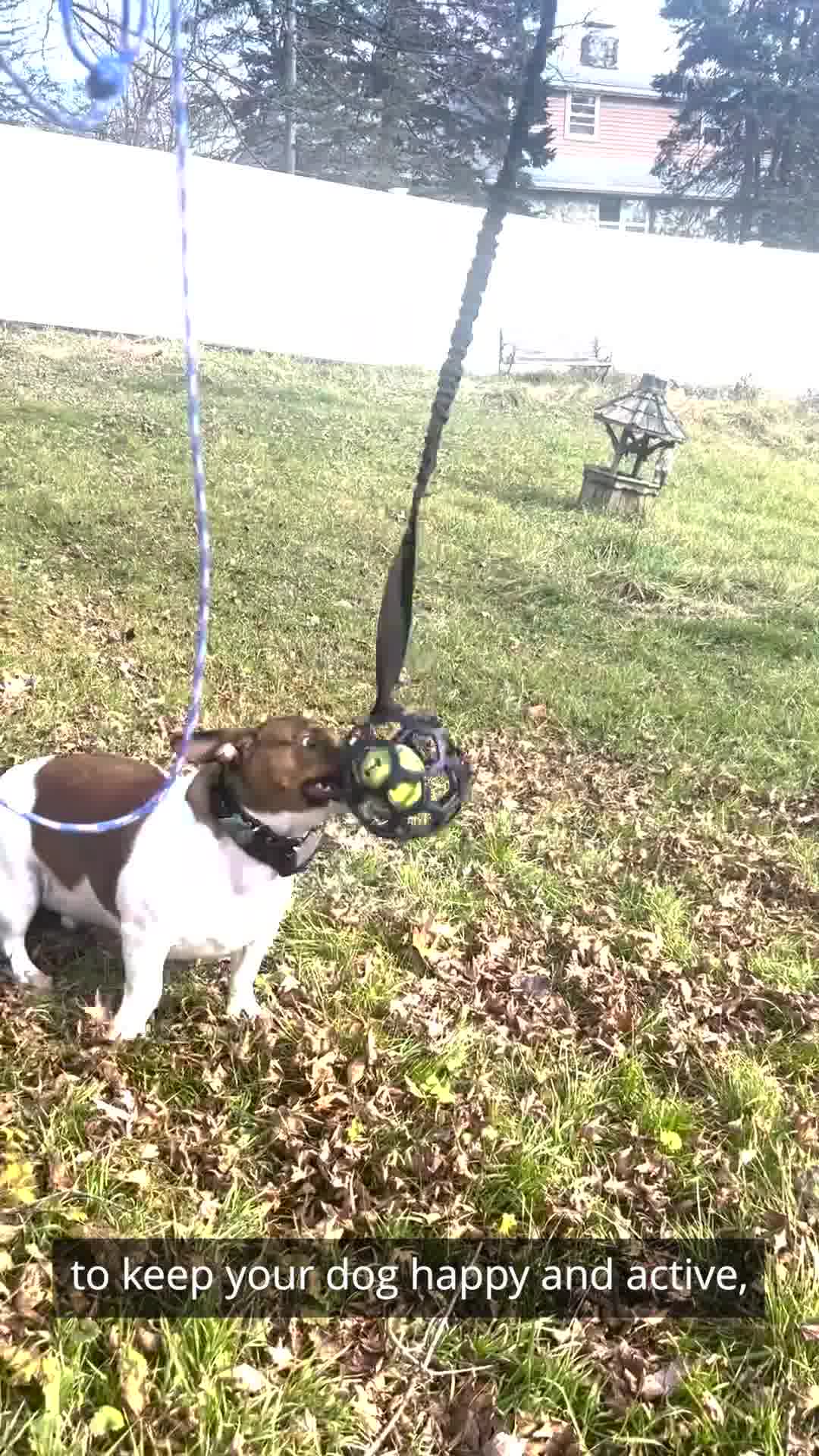50% OFF Best-Selling Bungee Tug Toy