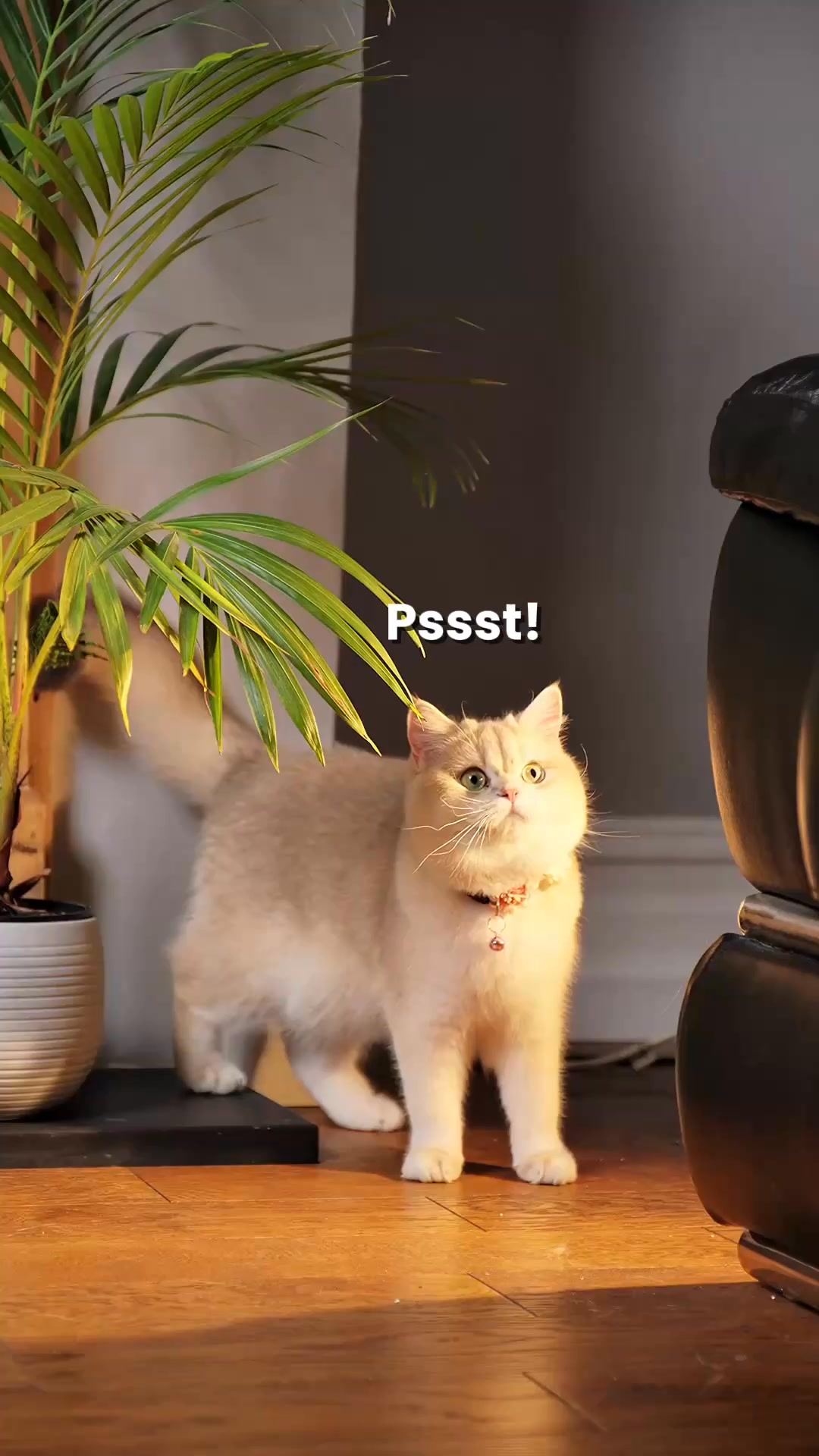 Upgrade your cat litter today!