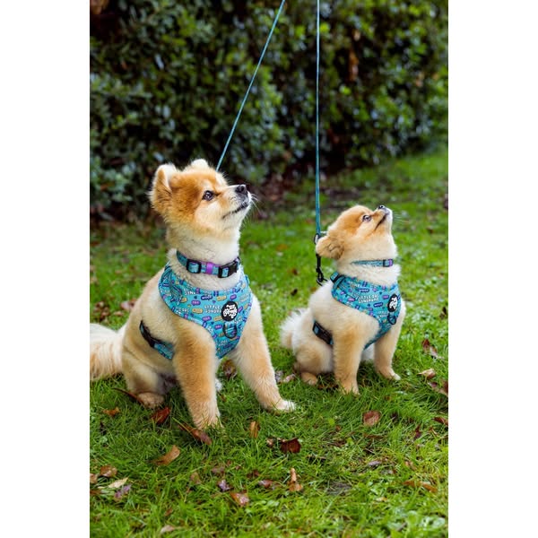 Little dog syndrome collarOur collars are an awesome add on with or without a harness. They have a D ring to connect leads or name tags. Wh