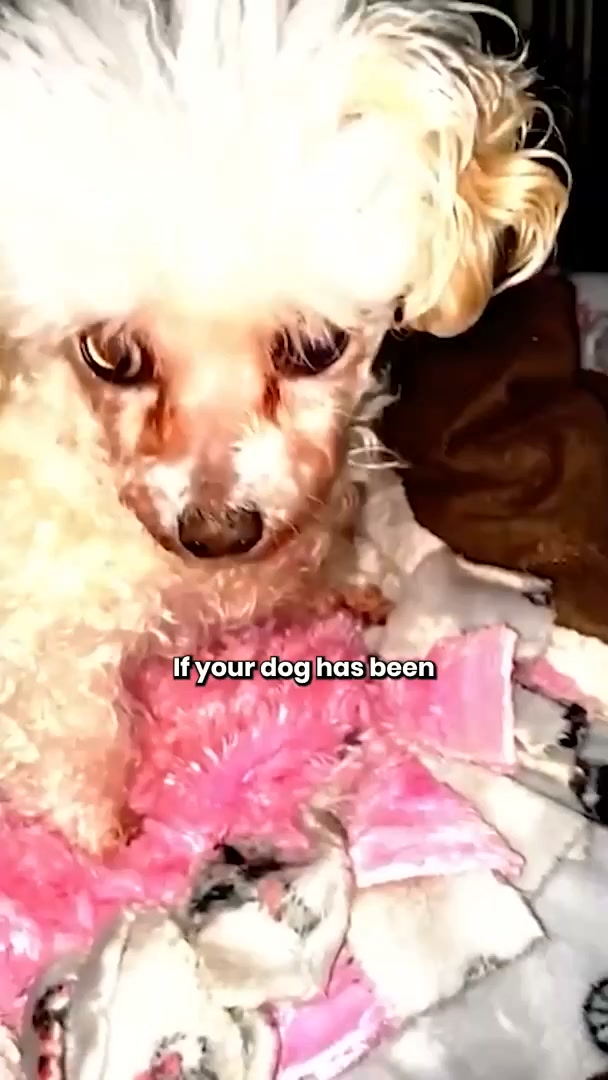 What’s Really Behind Your Dog’s Honking Cough?