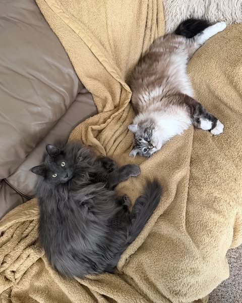 Oliver's Paws Felt Like Ice. He Died 2 Weeks Later