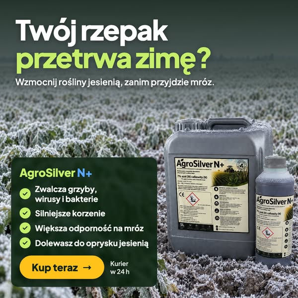 Wzmocnij rzepak przed mrozem