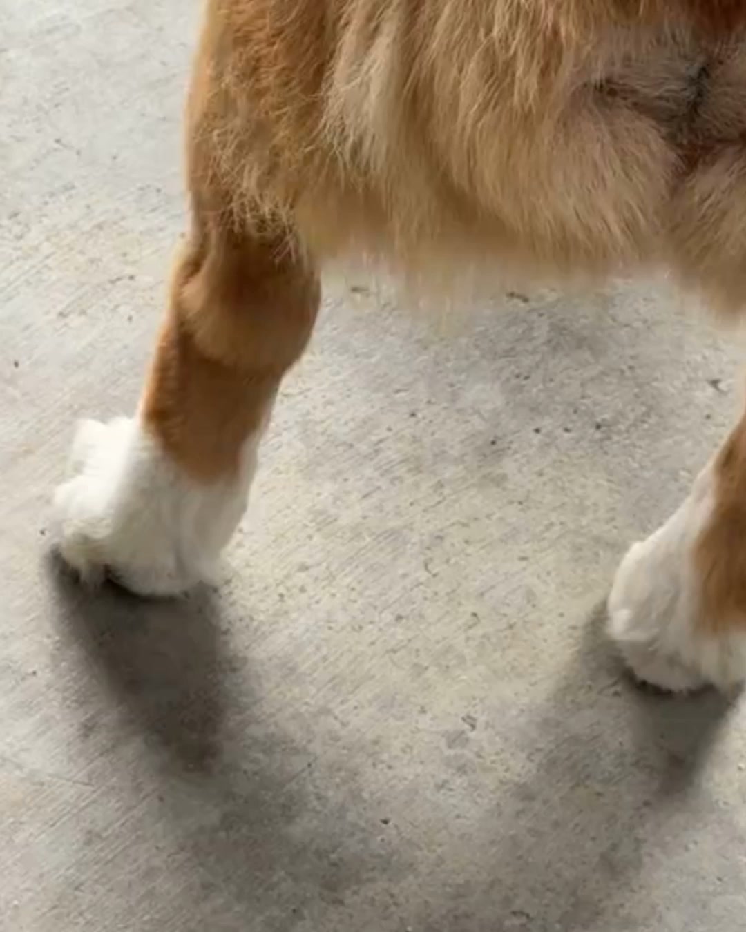 Stop Your Dog's Hind Leg Decline Today
