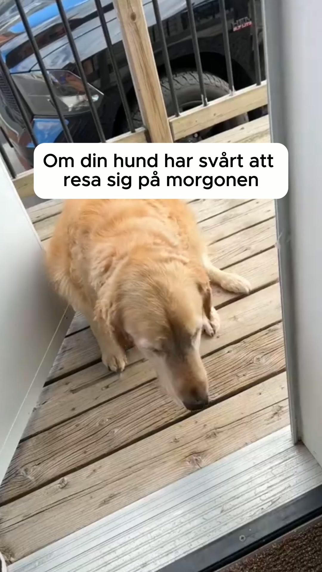 Ledgodis som faktiskt funkar